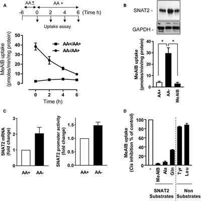 Effects of Sodium and Amino Acid Substrate Availability upon the Expression and Stability of the SNAT2 (SLC38A2) Amino Acid Transporter